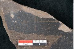 Foto (Detailansicht) von Quercus palaeoilex Ettingshausen (NHMW-GEO-2024-0188-7973)
